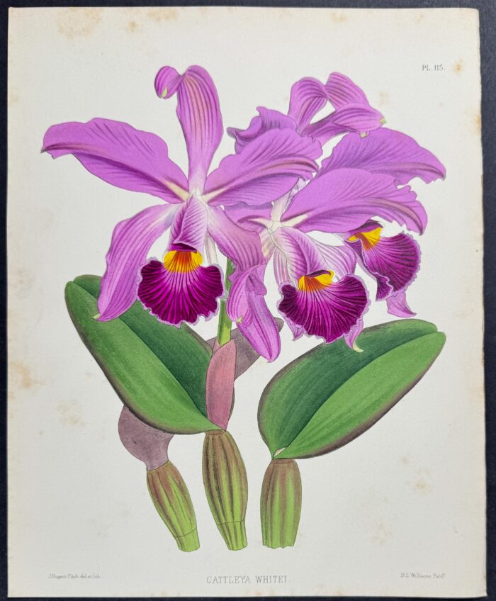 Orchid - Cattleya Whitei