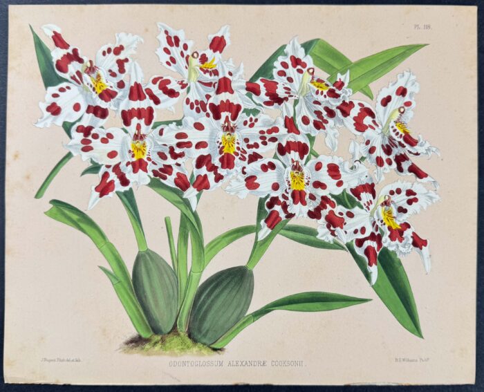 Orchid - Odontoglossum Alexandrae Cooksonii
