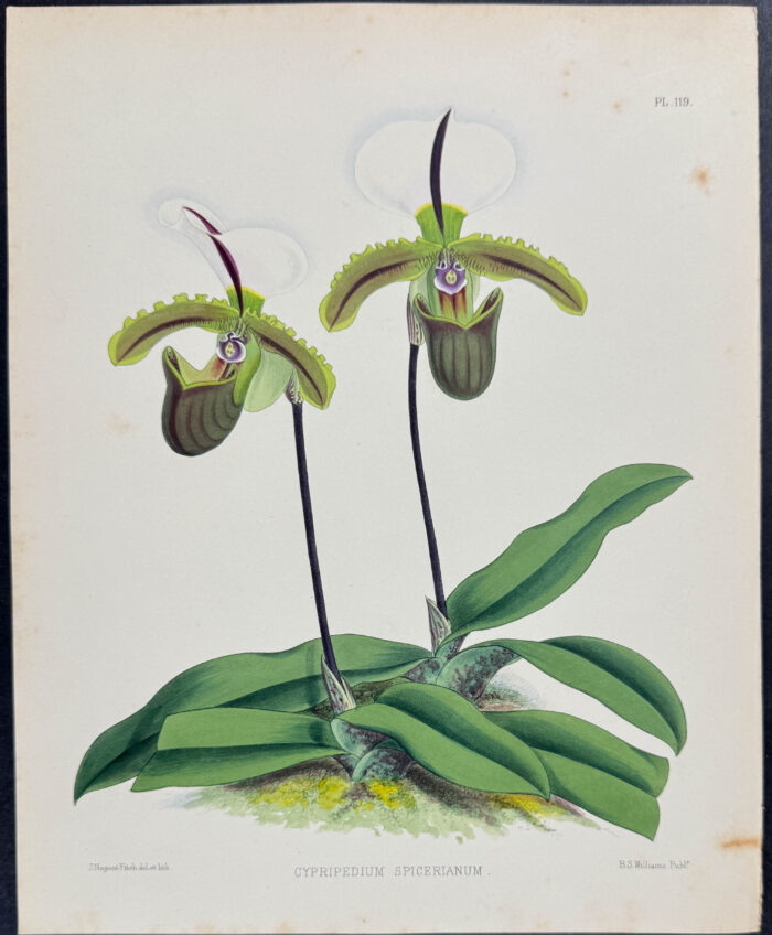 Orchid - Cypripedium Spicerianum