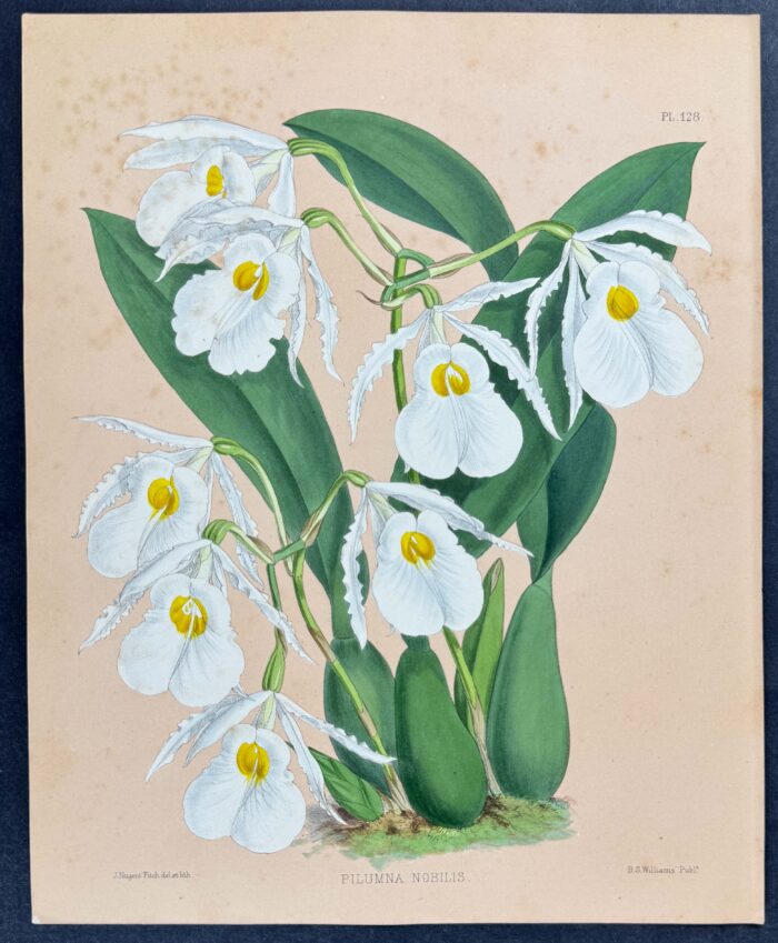 Orchid - Pilumna Nobilis