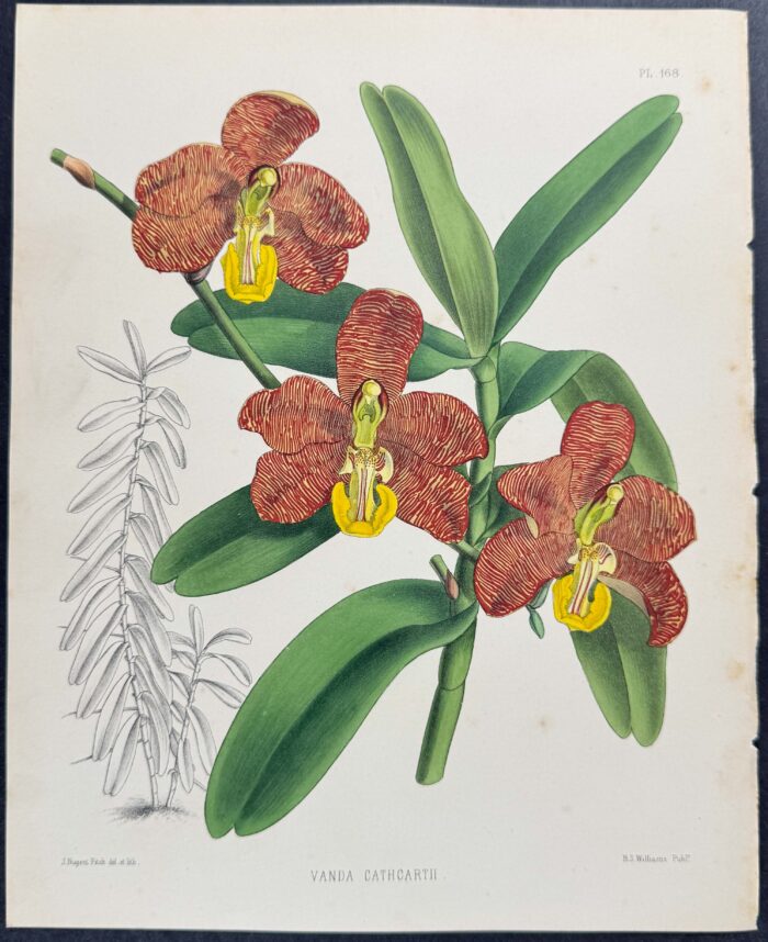 Orchid - Vanda Cathcartii