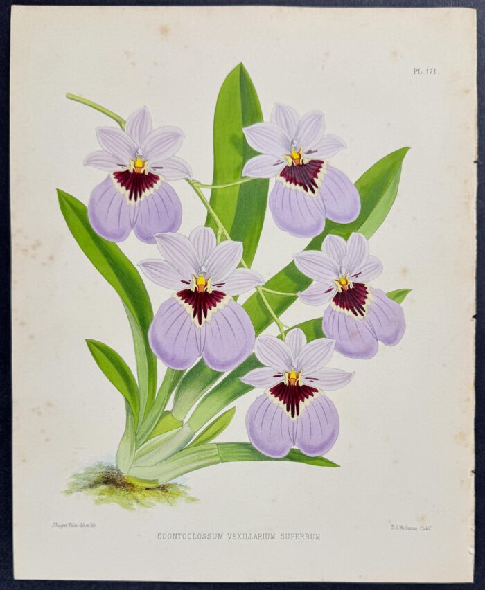 Orchid - Odontoglossum Vexillarium Superbum