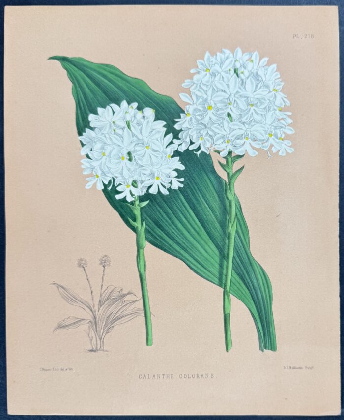 Orchid - Calanthe Colorans