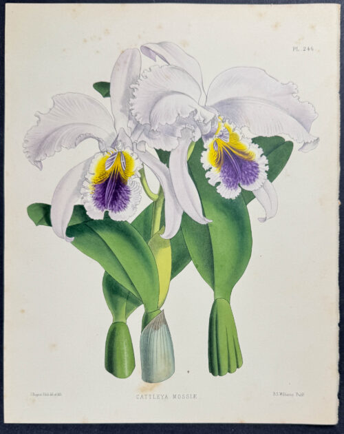 Orchid - Cattleya  Mossiae