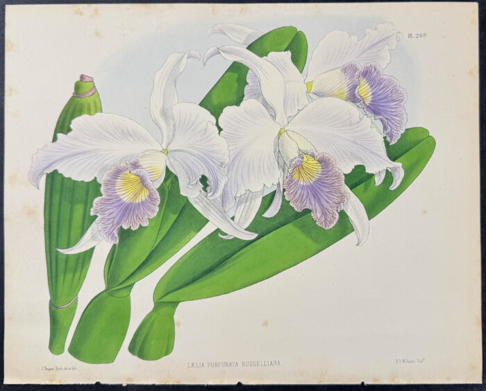 Orchid - Laelia Purpurata Russelliana