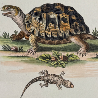 Seligmann after Catesby & Edwards