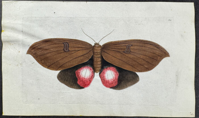 Moth