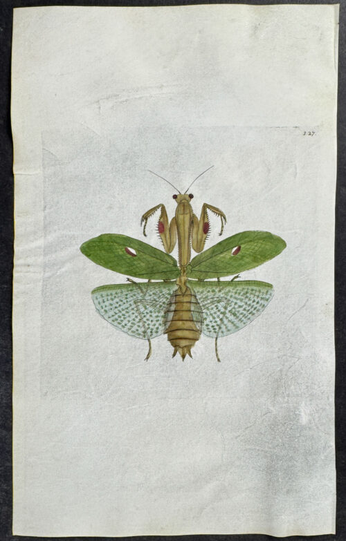 Sacred Mantis