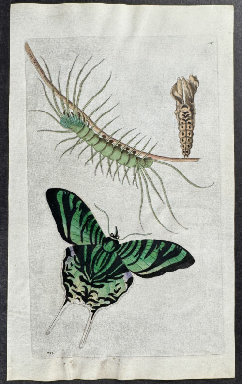 Moth Metamorphosis
