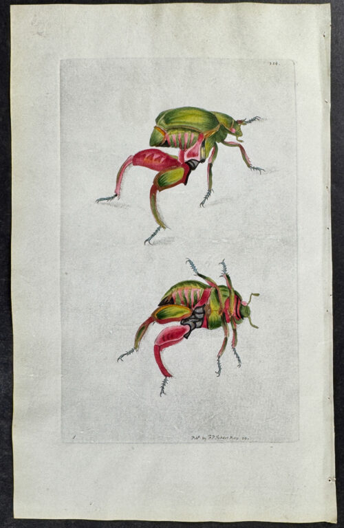 Kanguroo Beetle