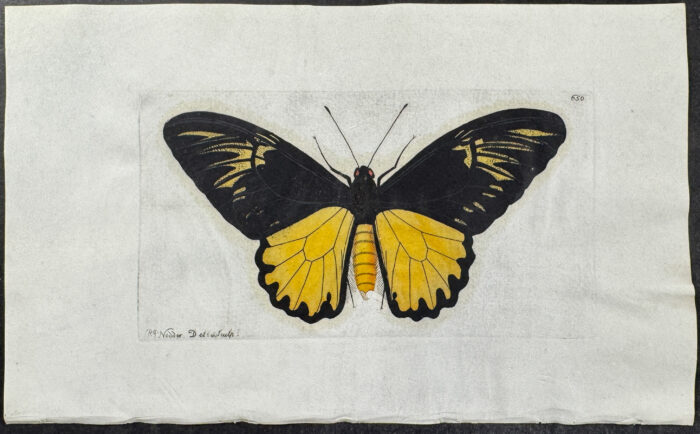 Butterfly - Amphrysius