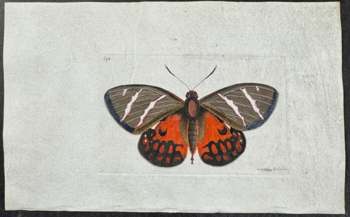 Butterfly - Papilio Icarus