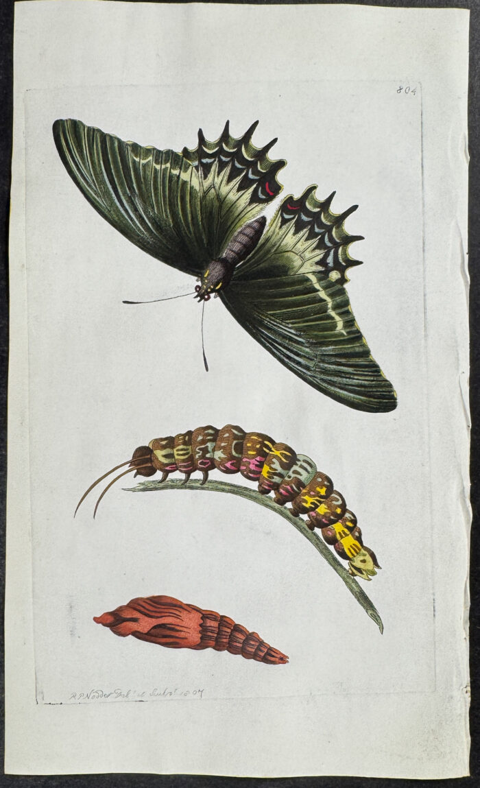 Butterfly Metamorphosis - Papilio Androgeus