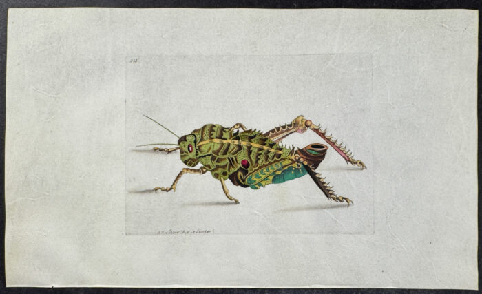 Elephant Locust