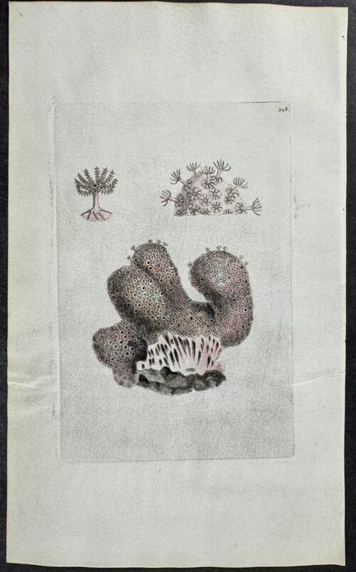 Fingered Alcyonium