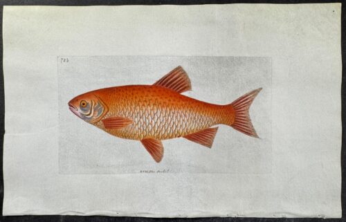 Fish