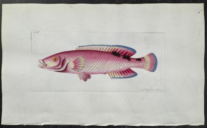 Trimaculated Labrus