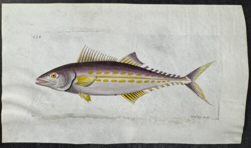 Fish