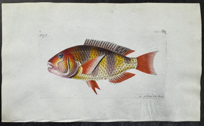 Anchor-Toothed Sparus Fish