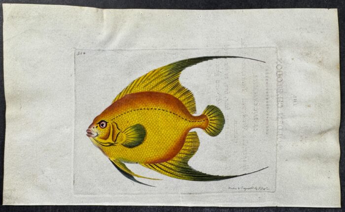 Golden Chaetodon Fish