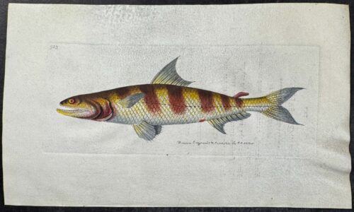 Fish