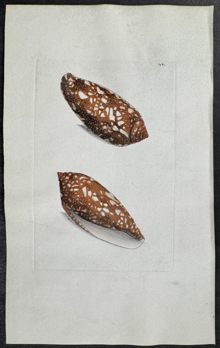 Porphyry Cone Shell
