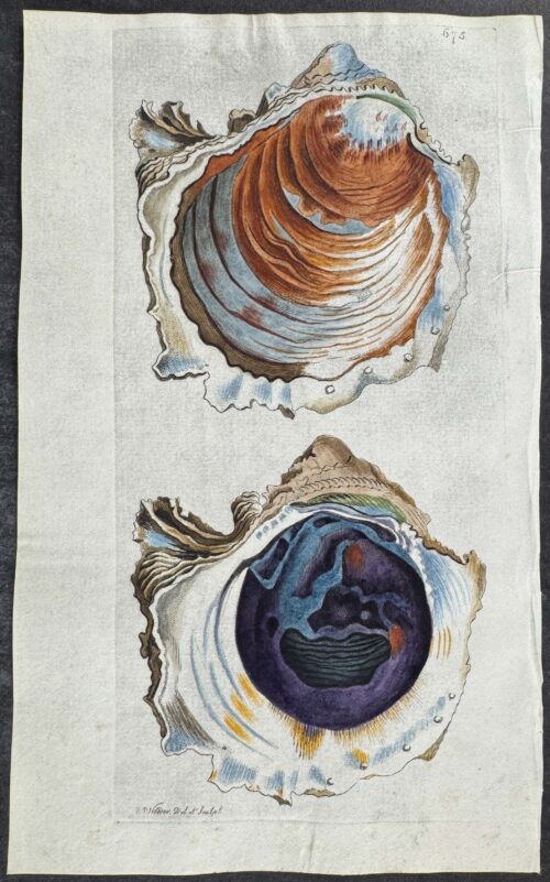 Denticulated Oyster Shell