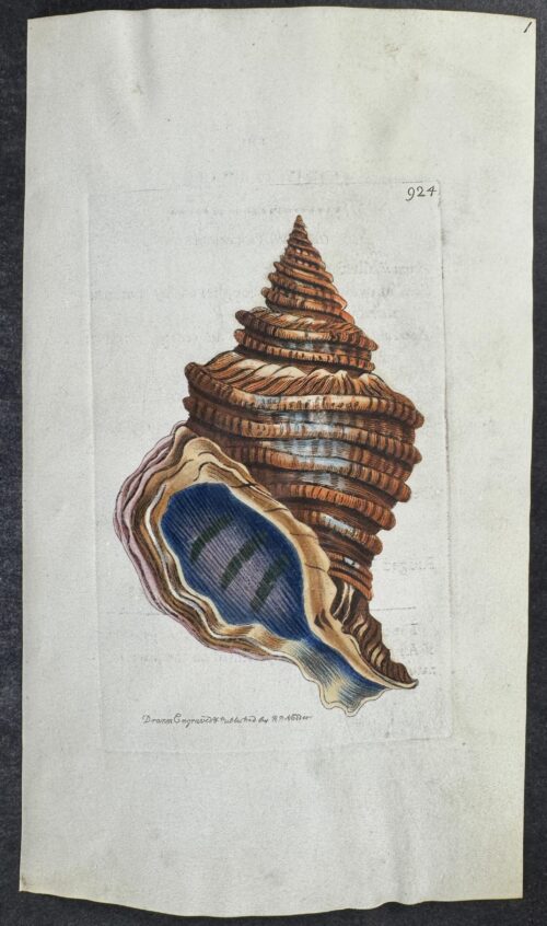 Corded Murex Shell