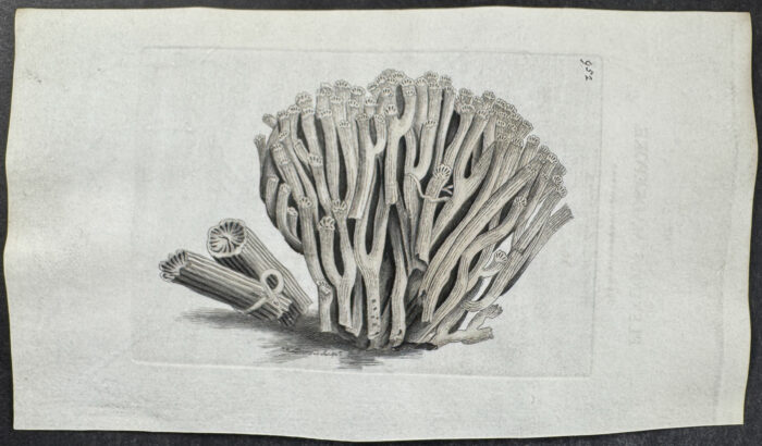 Flexous Madrepore