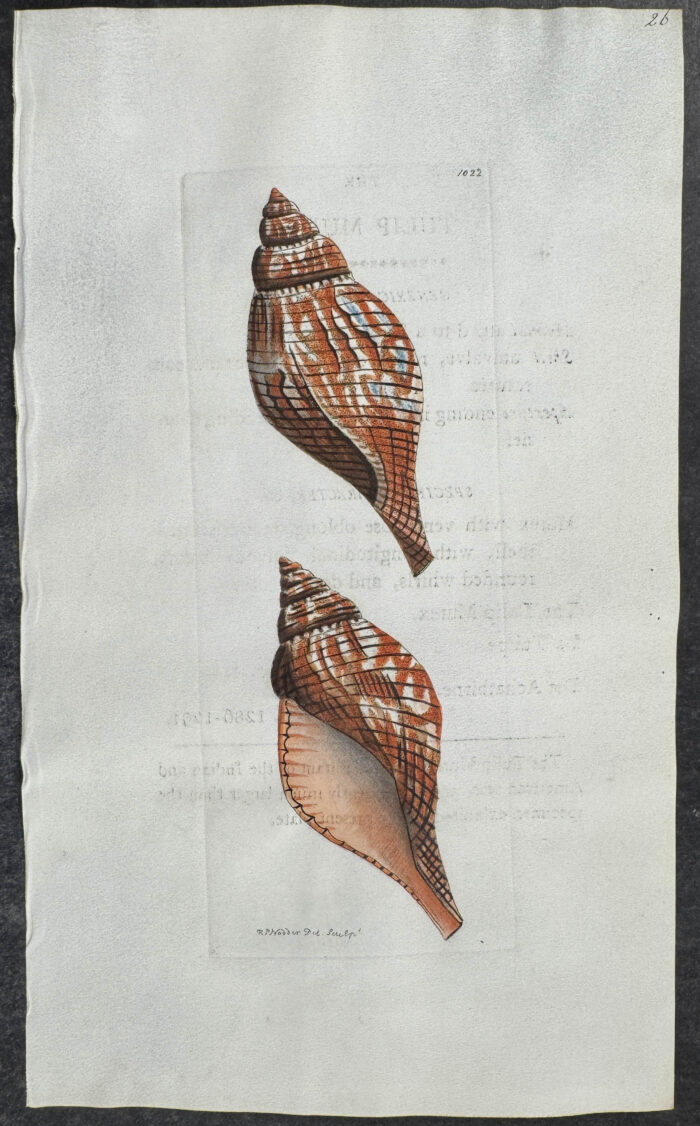 Tulip Murex