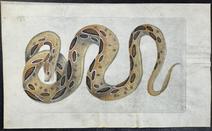 Russelian Snake