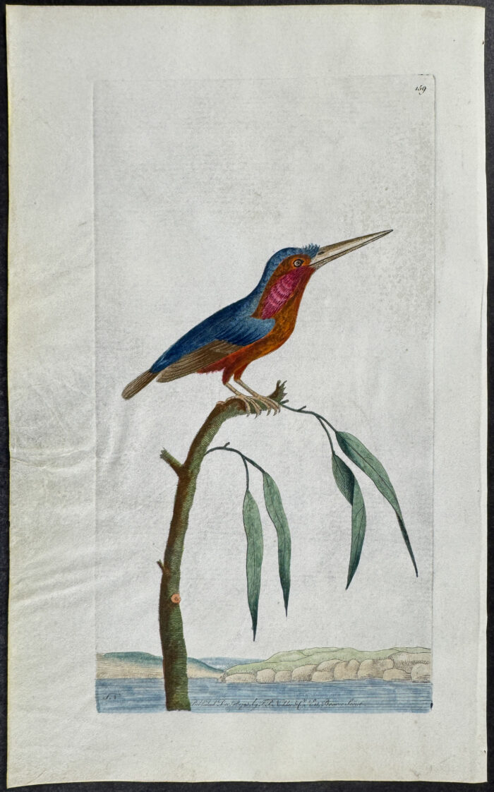Minute Kingfisher
