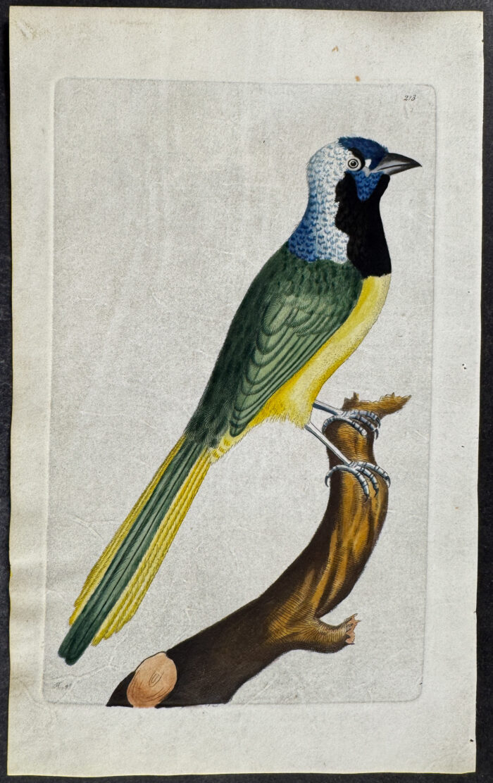 Peruvian Jay