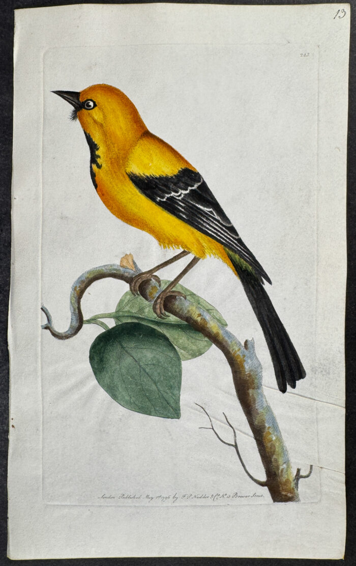 Lesser Banana-Bird