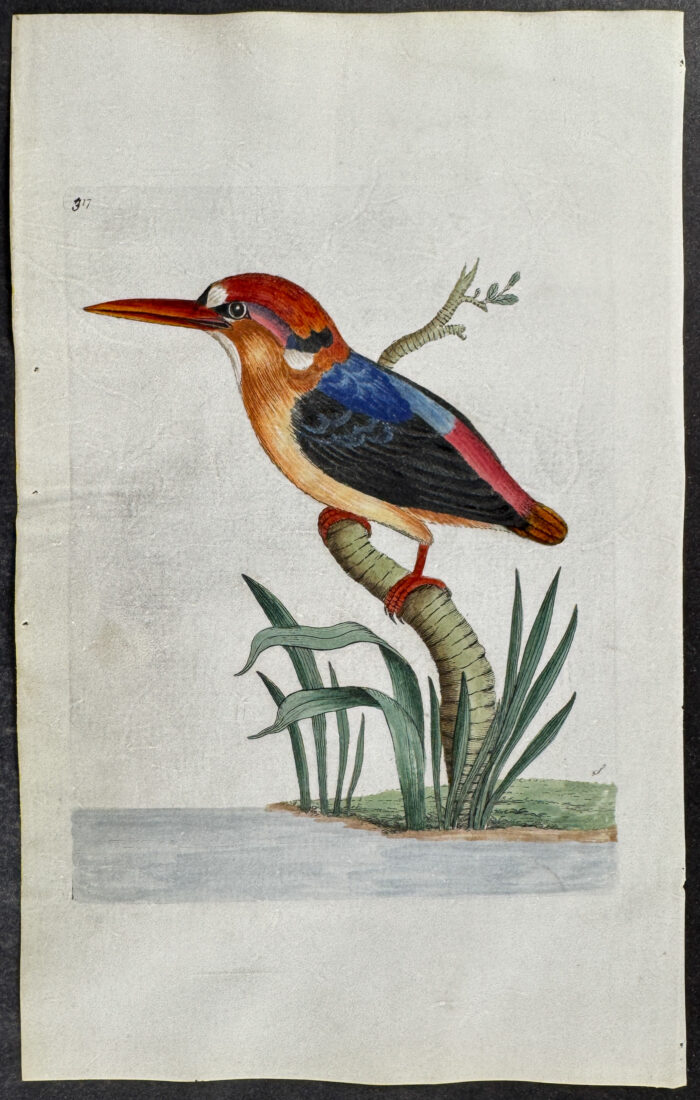 Red-Headed Kingfisher