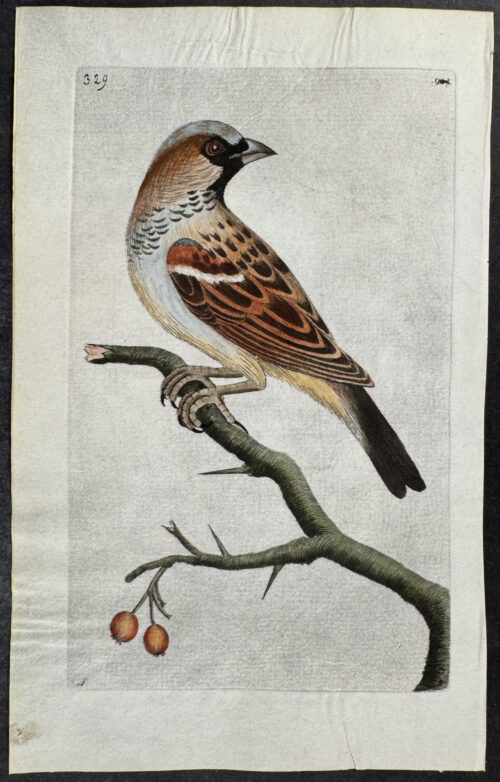 Common Sparrow