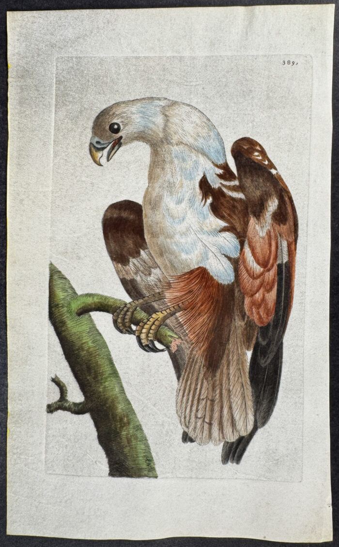 Pondicherry Eagle