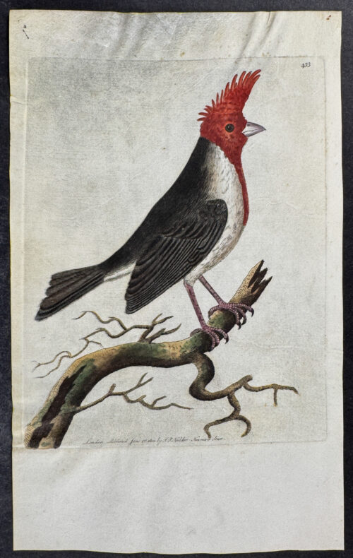 Crested Dominican Cardinal