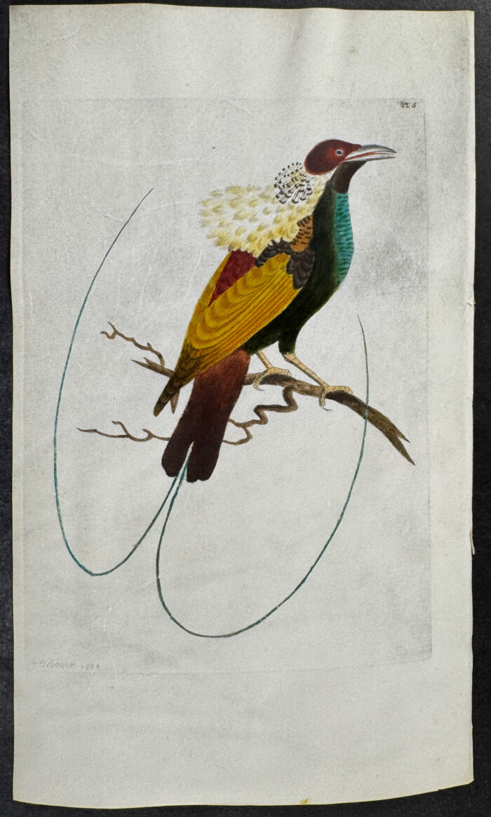 Magnificent Paradisea, Bird of Paradise