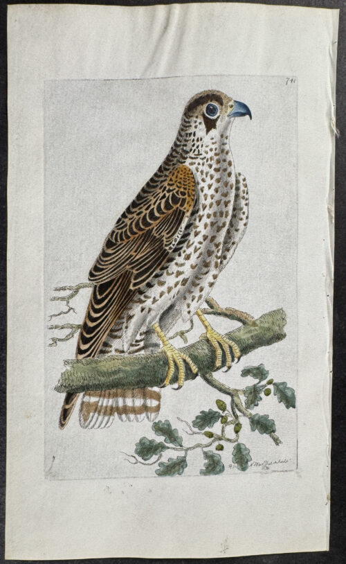 Common Falcon
