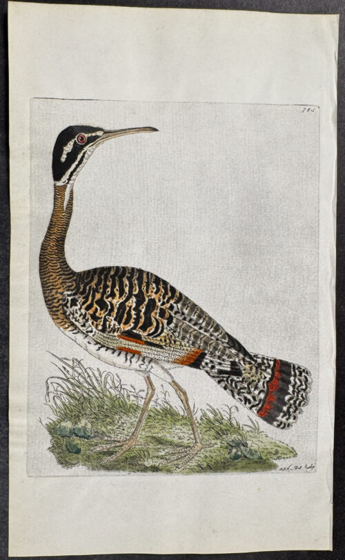 Caurale Snipe