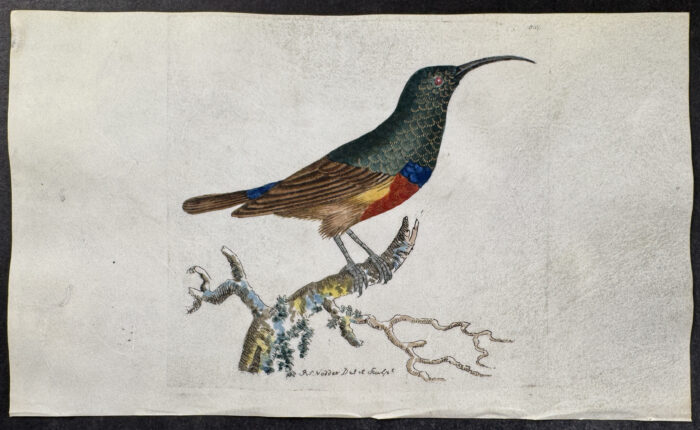 Red-Bellied Creeper