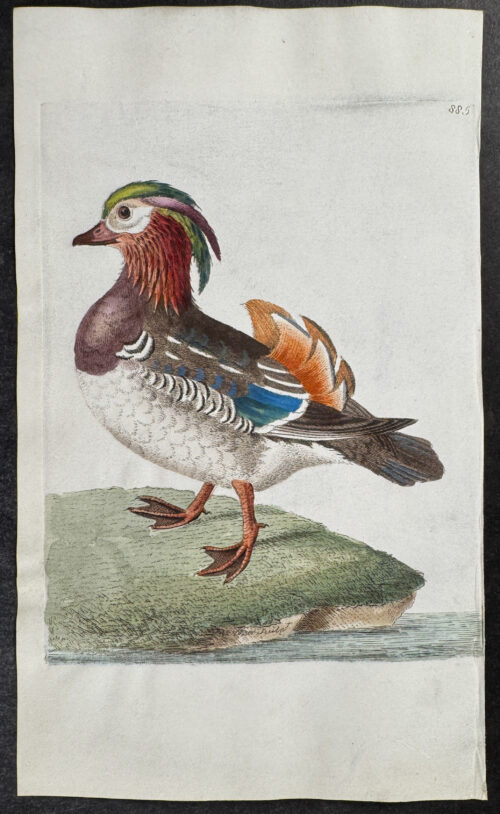 Chinese Teal