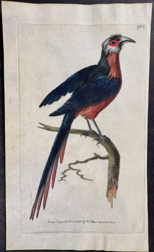 Curve-billed Cuckow