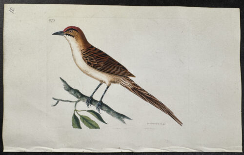 Double-streaked Warbler