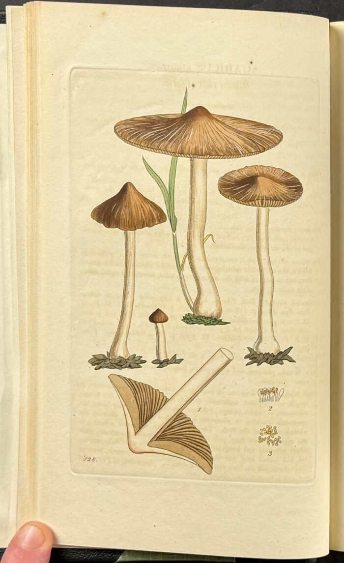 Greville's Scottish Cryptogramic Flora - 6 Volumes bound to 3 with 360 Fungi Engravings - Image 13