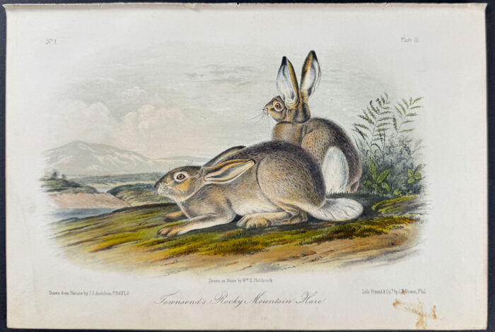 Townsend's Rocky Mountain Hare