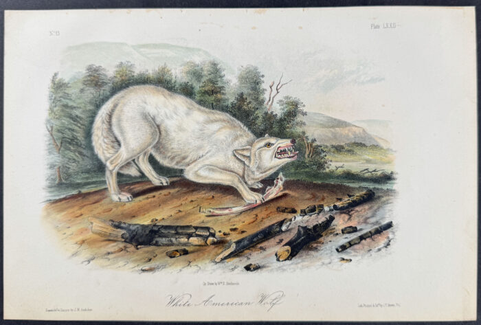 White American Wolf