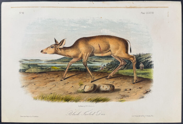 Black-tailed Deer