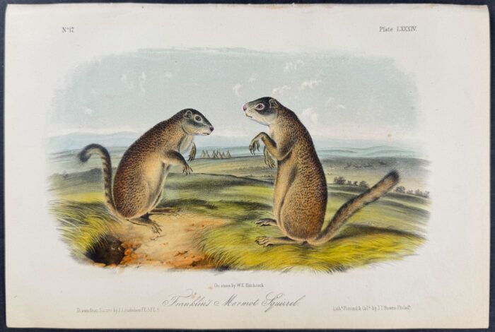 Franklin's Marmot Squirrel